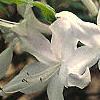 Rhododendron 'White Lights', flowers