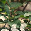 Rhododendron 'White Lights', flowers