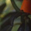 Rhododendron 'Nova Zembla', flowers