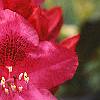 Rhododendron 'Nova Zembla', flowers