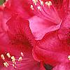Rhododendron 'Nova Zembla', flowers