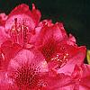 Rhododendron 'Nova Zembla', flowers