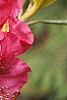 Rhododendron 'Nova Zembla', flowers