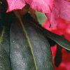 Rhododendron 'Nova Zembla', flowers