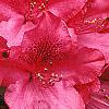 Rhododendron 'Nova Zembla', flowers