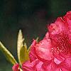 Rhododendron 'Nova Zembla', flowers