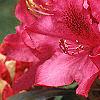 Rhododendron 'Nova Zembla', flowers