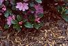 Rhododendron 'Olga Mezitt', habit