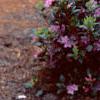 Rhododendron 'Olga Mezitt', habit
