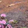 Rhododendron 'Olga Mezitt', habit