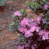Rhododendron 'Olga Mezitt', habit