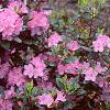 Rhododendron 'Olga Mezitt', habit