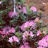 Rhododendron 'Olga Mezitt', habit