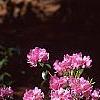 Rhododendron 'Olga Mezitt', habit