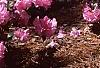 Rhododendron 'Olga Mezitt', habit
