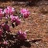 Rhododendron 'Olga Mezitt', habit