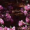 Rhododendron 'Olga Mezitt', habit