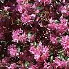 Rhododendron 'Olga Mezitt', habit