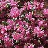 Rhododendron 'Olga Mezitt', habit