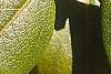 Rhododendron 'PJM', leaves