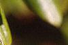 Rhododendron 'PJM', leaves