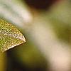 Rhododendron 'PJM', leaves