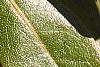 Rhododendron 'PJM', leaves