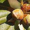Rhododendron 'PJM', leaves