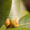 Rhododendron 'PJM', leaves
