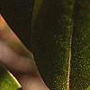 Rhododendron 'PJM', leaves