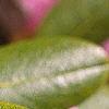 Rhododendron 'PJM', leaves
