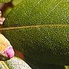 Rhododendron 'PJM', leaves