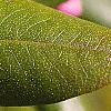 Rhododendron 'PJM', leaves
