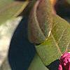 Rhododendron 'PJM', stems