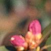 Rhododendron 'PJM', stems