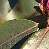Rhododendron 'PJM', stems