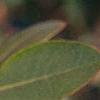 Rhododendron 'PJM', stems