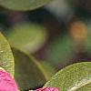 Rhododendron 'PJM', stems