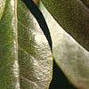 Rhododendron 'PJM', stems