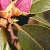 Rhododendron 'PJM', stems