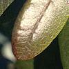 Rhododendron 'PJM', stems