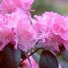Rhododendron 'PJM', flowers