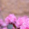 Rhododendron 'PJM', flowers