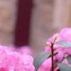 Rhododendron 'PJM', flowers
