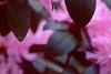 Rhododendron 'PJM', flowers