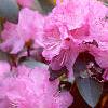 Rhododendron 'PJM', flowers