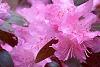 Rhododendron 'PJM', flowers