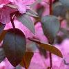 Rhododendron 'PJM', flowers