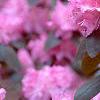 Rhododendron 'PJM', flowers