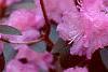 Rhododendron 'PJM', flowers